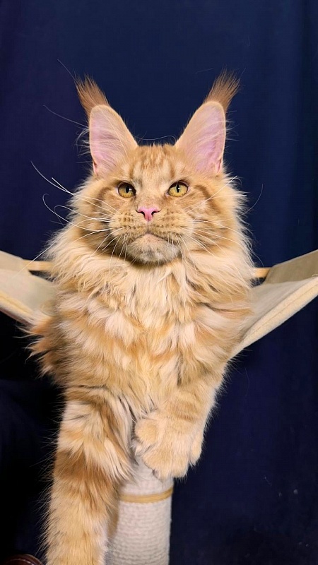 Porsche Akbars - Kitten maine-coon 5 months 2.5 weeks
