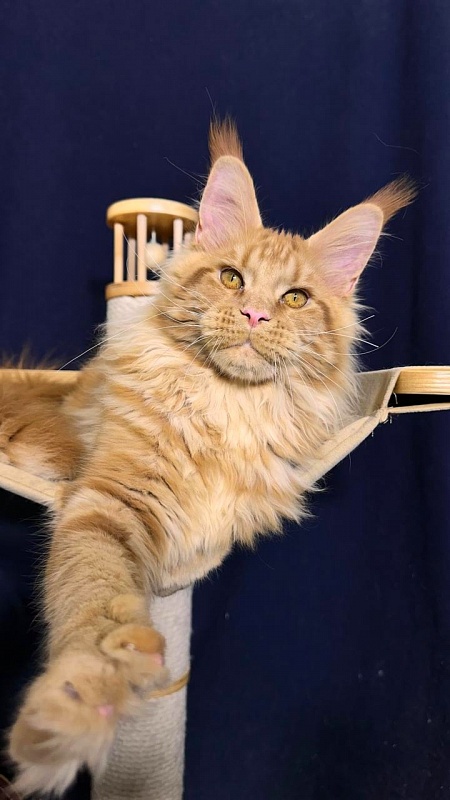 Porsche Akbars - Kitten maine-coon 5 months 2.5 weeks
