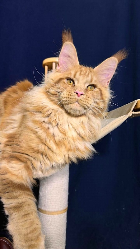 Porsche Akbars - Kitten maine-coon 5 months 2.5 weeks