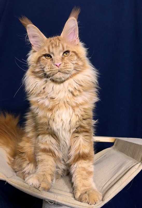 Porsche Akbars - Kitten maine-coon 5 months 2.5 weeks