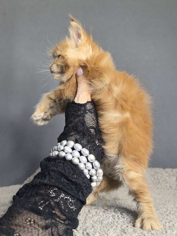 Porsche Akbars - Kitten maine-coon 3 weeks