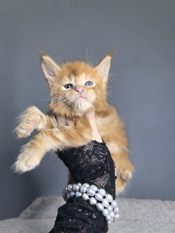 Porsche Akbars - Kitten maine-coon 3 weeks