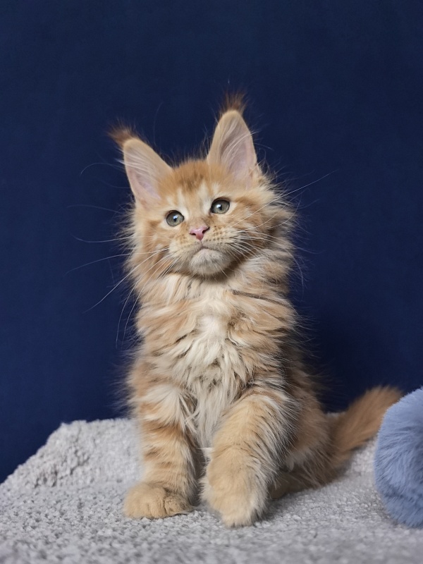 Porsche Akbars - Kitten maine-coon 2 months