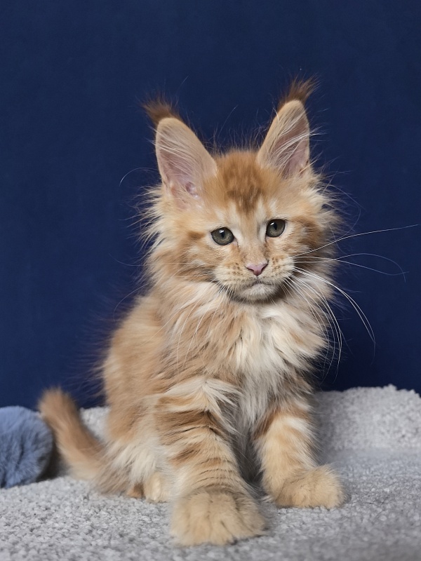 Porsche Akbars - Kitten maine-coon 2 months
