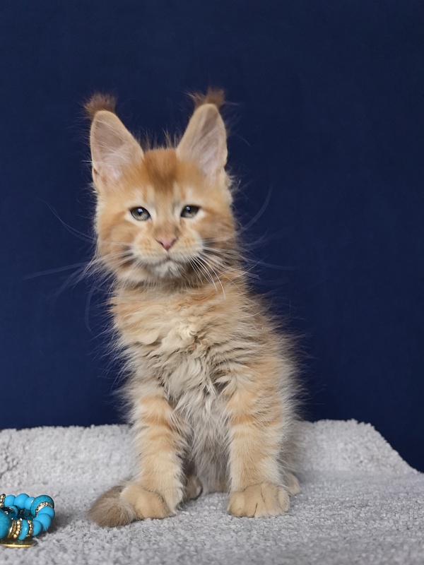 Punsh Akbars - Kitten maine-coon 2 months 0.5 weeks