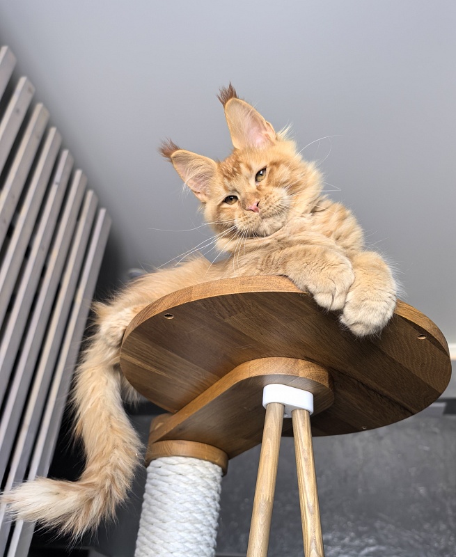 Pharaoh Zeus Akbars - Kitten maine-coon 3.5 months