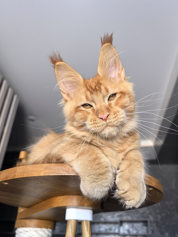 Pharaoh Zeus Akbars - Kitten maine-coon 3.5 months