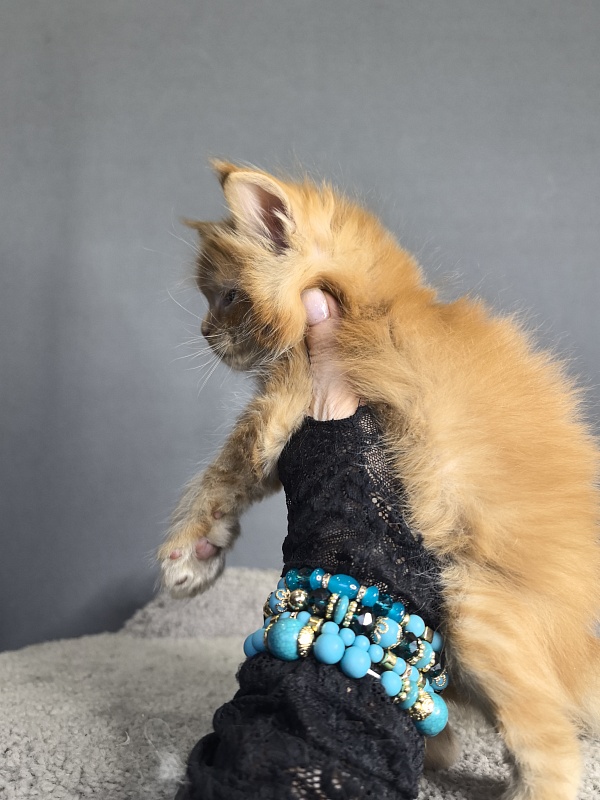 Punsh Akbars - Kitten maine-coon 3 weeks