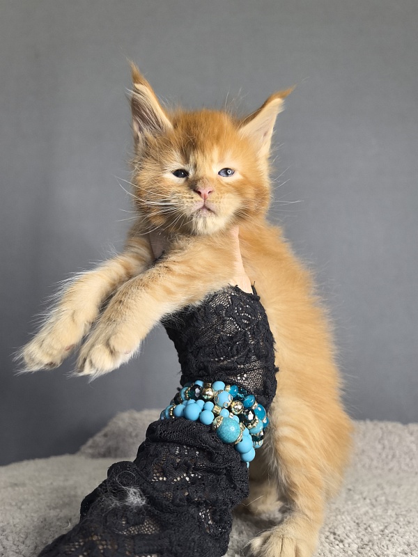 Punsh Akbars - Kitten maine-coon 3 weeks