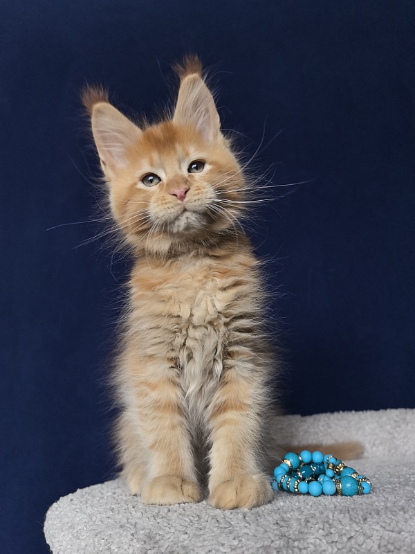 Punsh Akbars - Kitten maine-coon 2 months 0.5 weeks