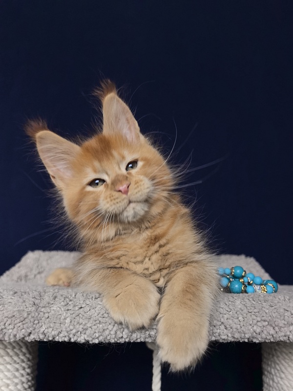 Punsh Akbars - Kitten maine-coon 2 months 0.5 weeks