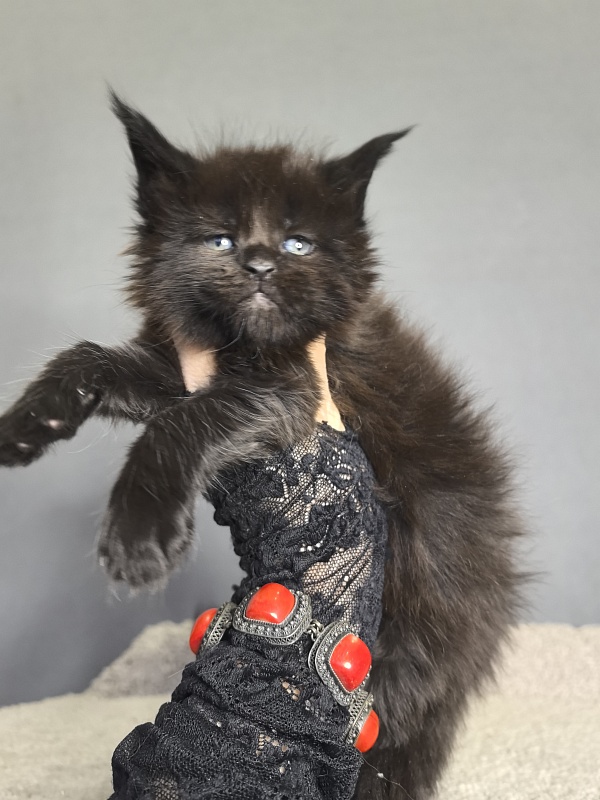 Pearl Vasilisa Akbars - Kitten maine-coon 3 weeks