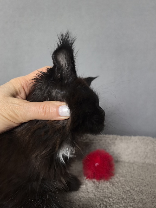 Pearl Vasilisa Akbars - Kitten maine-coon 2 months 0.5 weeks