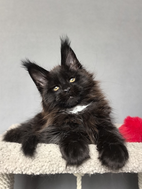 Pearl Vasilisa Akbars - Kitten maine-coon 2 months 0.5 weeks