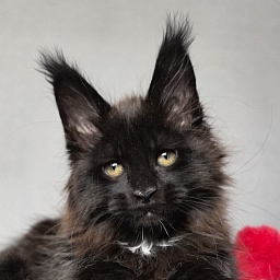 Pearl Vasilisa Akbars