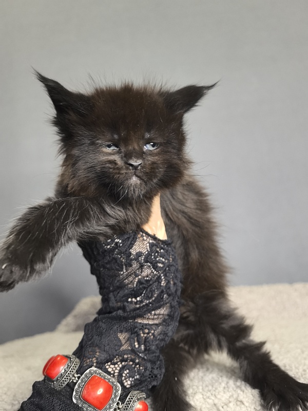 Pearl Vasilisa Akbars - Kitten maine-coon 3 weeks