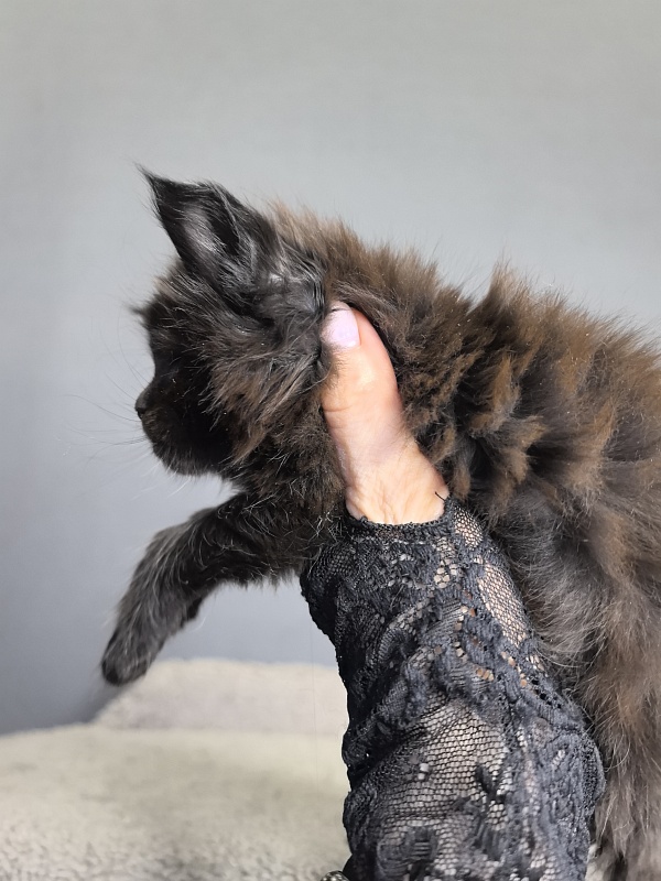 Pearl Vasilisa Akbars - Kitten maine-coon 3 weeks