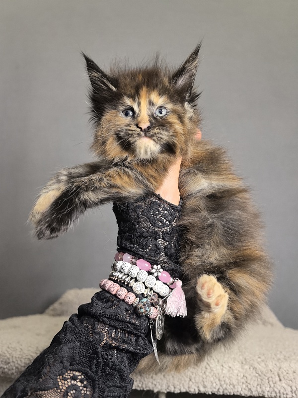 Palma Akbars - Kitten maine-coon 3 weeks