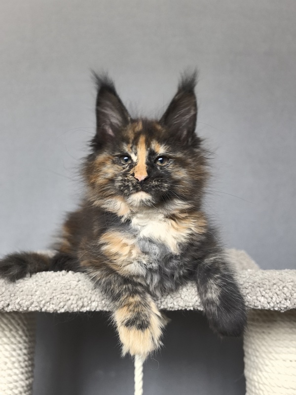 Palma Akbars - Kitten maine-coon 2 months