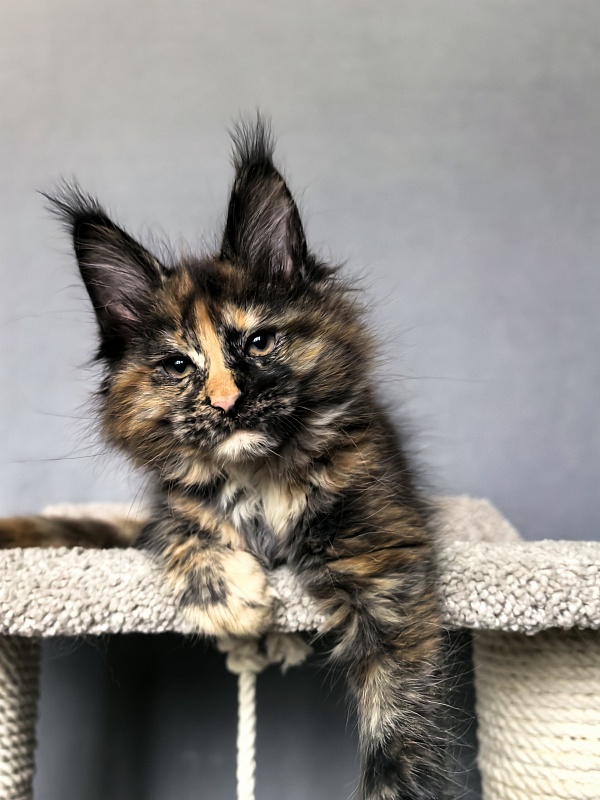 Palma Akbars - Kitten maine-coon 2 months