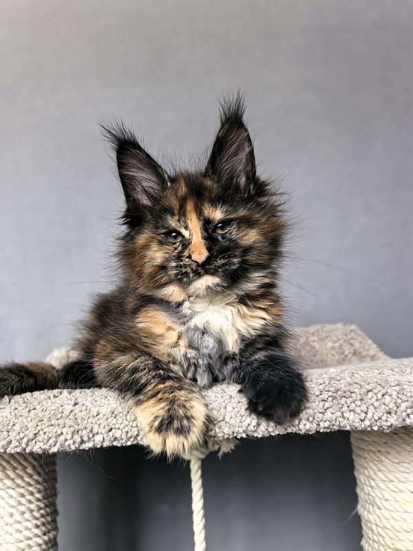 Palma Akbars - Kitten maine-coon 2 months