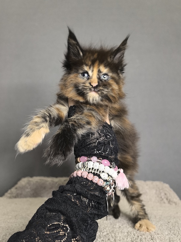 Palma Akbars - Kitten maine-coon 3 weeks