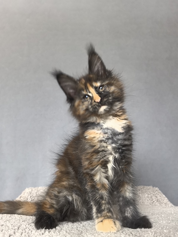 Palma Akbars - Kitten maine-coon 2 months