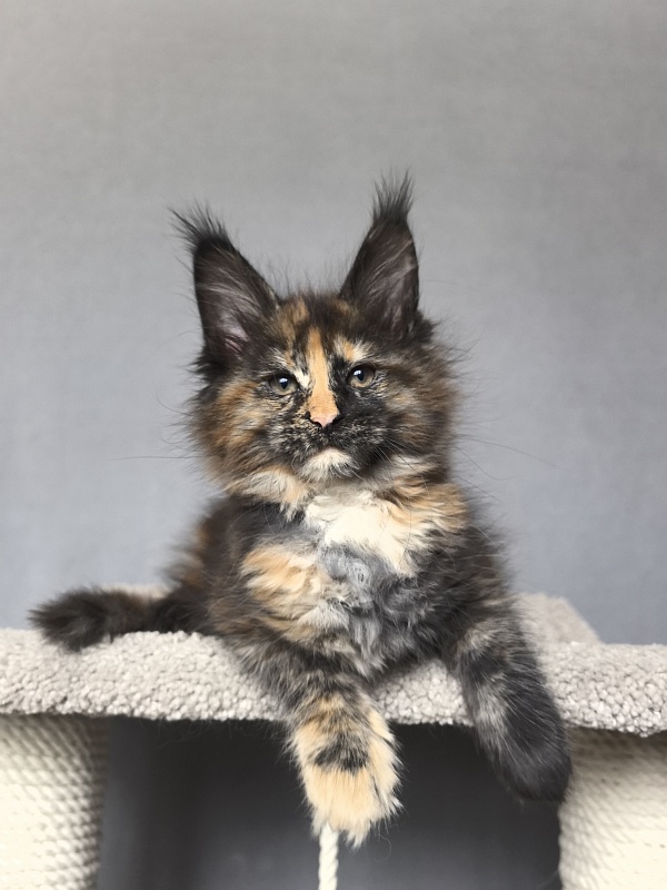Palma Akbars - Kitten maine-coon 2 months