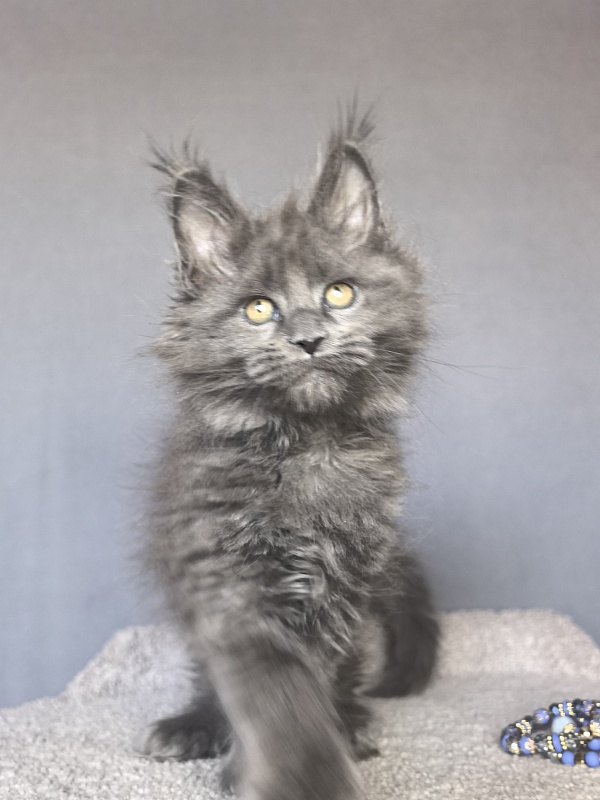 Neo Maxwell Akbars  (polydactyl) 66/66 - Kitten maine-coon 1 month 4 weeks