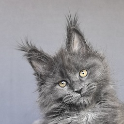 Neo Maxwell Akbars  (polydactyl) 66/66