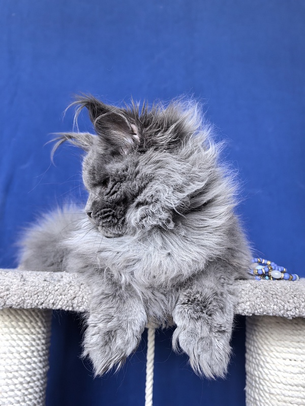 Neo Maxwell Akbars  (polydactyl) 66/66 - Kitten maine-coon 5 months 2.5 weeks