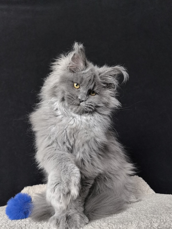 Neo Maxwell Akbars  (polydactyl) 66/66 - Kitten maine-coon 4 months