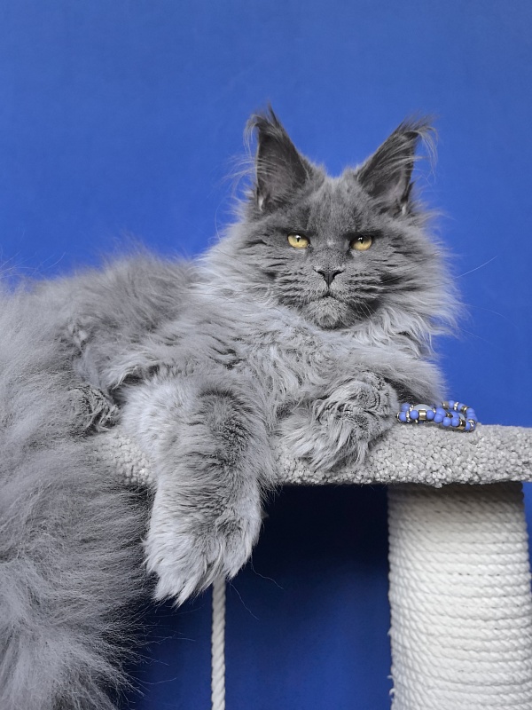 Neo Maxwell Akbars  (polydactyl) 66/66 - Kitten maine-coon 5 months 2.5 weeks