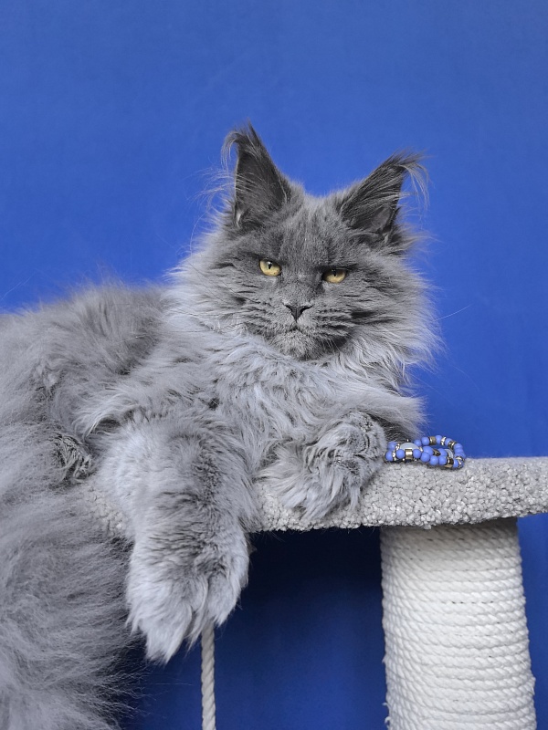 Neo Maxwell Akbars  (polydactyl) 66/66 - Kitten maine-coon 5 months 2.5 weeks