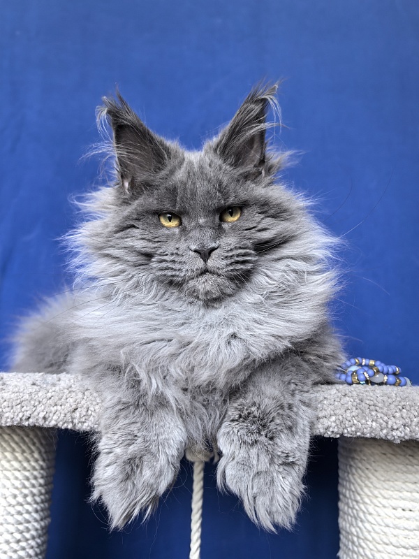 Neo Maxwell Akbars  (polydactyl) 66/66 - Kitten maine-coon 5 months 2.5 weeks