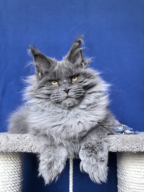 Neo Maxwell Akbars  (polydactyl) 66/66 - Kitten maine-coon 5 months 2.5 weeks