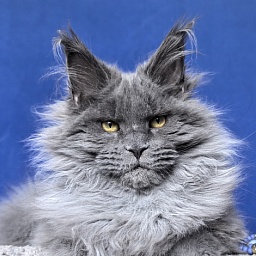 Neo Maxwell Akbars (polydactyl) 66/66