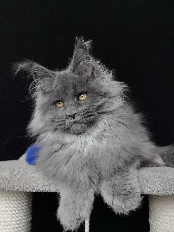 Neo Maxwell Akbars  (polydactyl) 66/66 - Kitten maine-coon 4 months