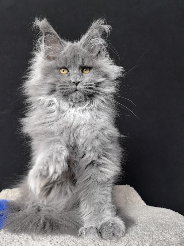 Neo Maxwell Akbars  (polydactyl) 66/66 - Kitten maine-coon 4 months