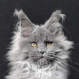 Neo Maxwell Akbars  (polydactyl) 66/66