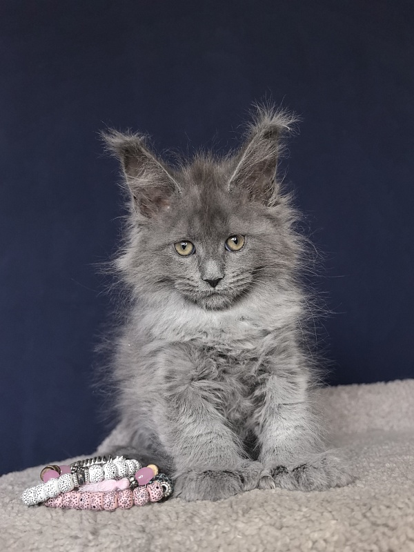 Nika Mika Akbars  (polydactyl) 66/66 - Kitten maine-coon 1 month 4 weeks