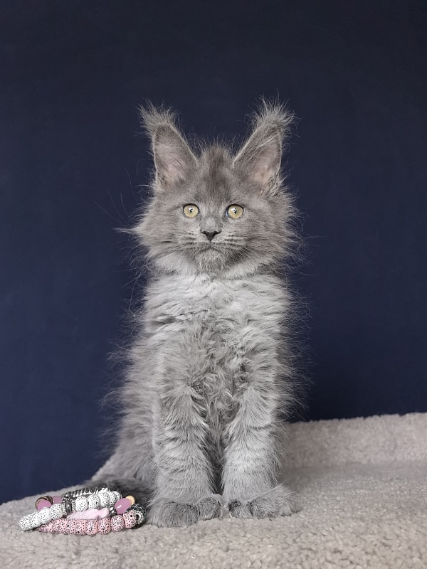 Nika Mika Akbars  (polydactyl) 66/66 - Kitten maine-coon 1 month 4 weeks