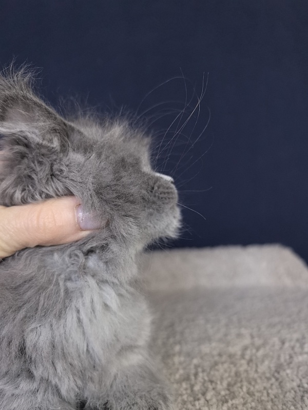 Nika Mika Akbars  (polydactyl) 66/66 - Kitten maine-coon 1 month 4 weeks