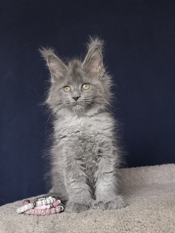 Nika Mika Akbars  (polydactyl) 66/66 - Kitten maine-coon 1 month 4 weeks