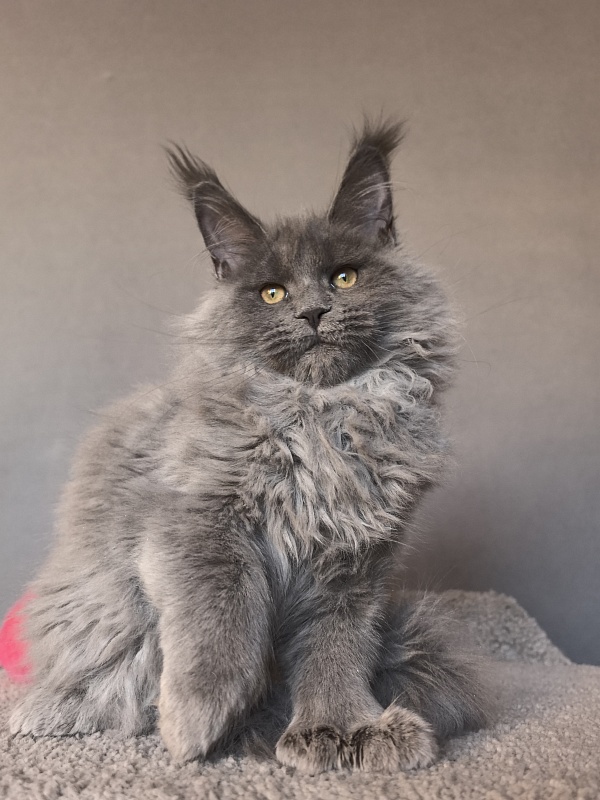 Nika Mika Akbars  (polydactyl) 66/66 - Kitten maine-coon 3 months 3.5 weeks