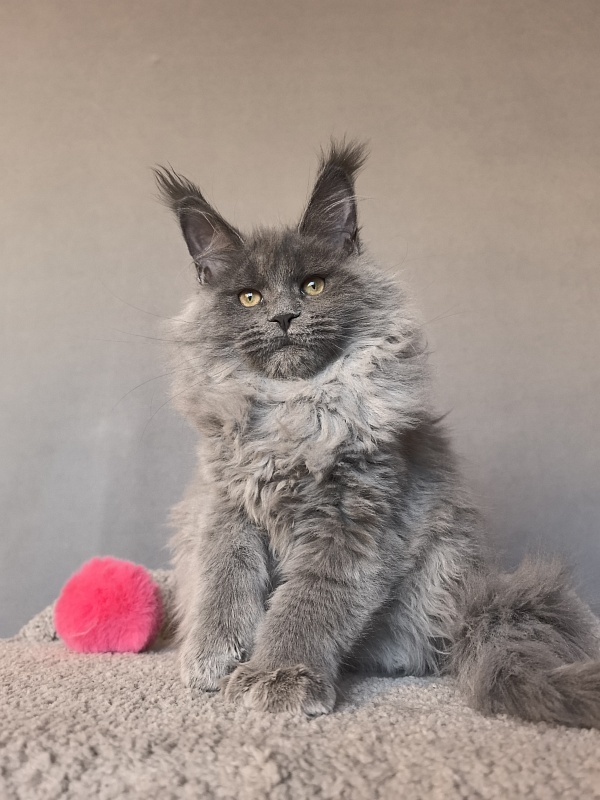 Nika Mika Akbars  (polydactyl) 66/66 - Kitten maine-coon 3 months 3.5 weeks