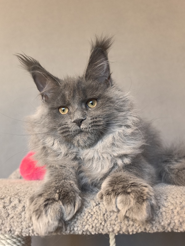 Nika Mika Akbars  (polydactyl) 66/66 - Kitten maine-coon 3 months 3.5 weeks