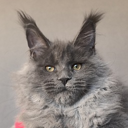 Nika Mika Akbars  (polydactyl) 66/66