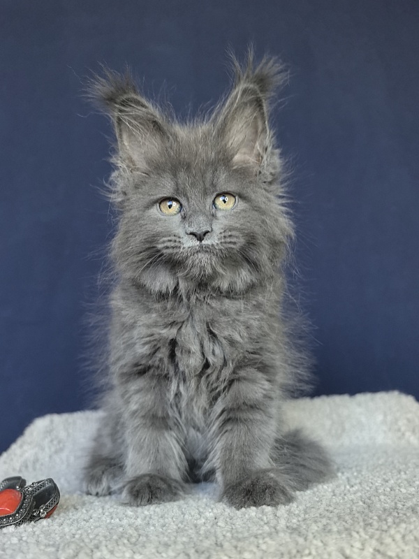 O*Angela Akbars - Kitten maine-coon 1 month 3 weeks