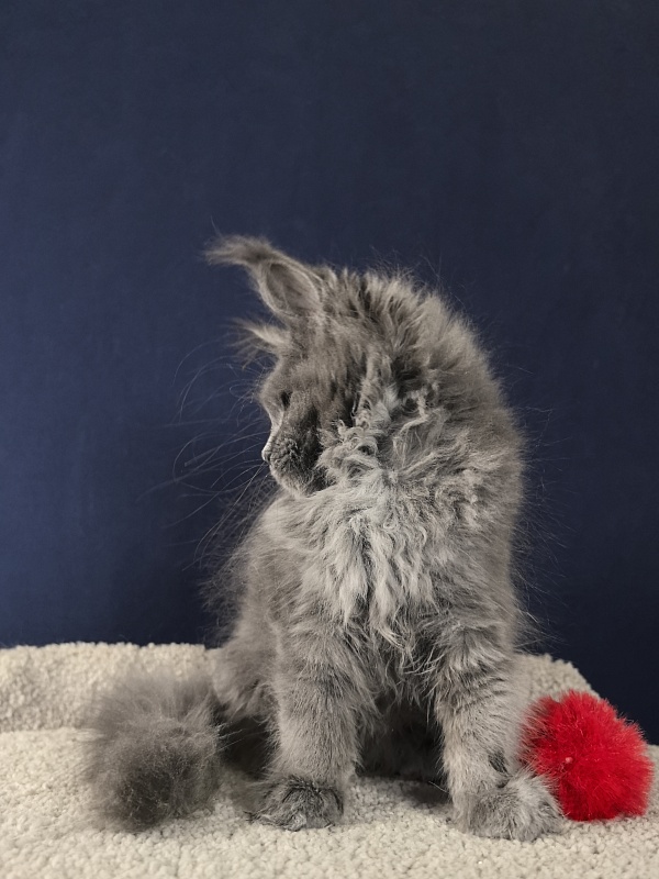 O*Angela Akbars - Kitten maine-coon 2 months 2.5 weeks